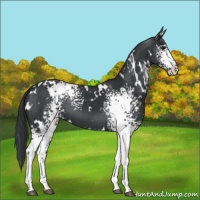 Horse Color:White Spotted Black 