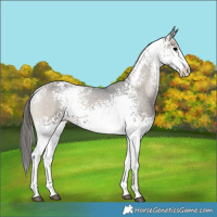 Horse Color:White Spotted Blue Onyx Appaloosa 
