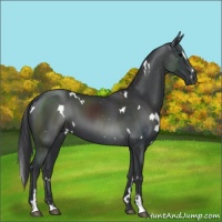 Horse Color:White Spotted Black Sabino