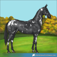 Horse Color:White Spotted Black