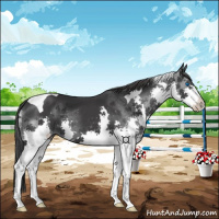 Horse Color:Black Splash Tobiano