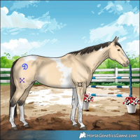 Horse Color:Buckskin Dun Tobiano 