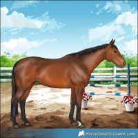 Horse Color:Bay 