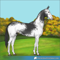 Horse Color:White Spotted Black 