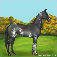 Horse Color:White Spotted Black 