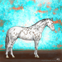 Horse Color:Liver Red Dun Appaloosa 