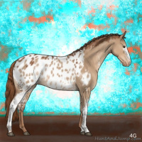 Horse Color:White Spotted Red Dun Appaloosa 