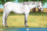 Horse Color:Gray Silver Bay Appaloosa 