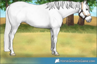 Horse Color:Gray White Spotted Silver Smoky Black Splash Near Leopard 