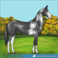 Horse Color:White Spotted Black Sabino