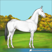 Horse Color:White Spotted Black