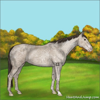 Horse Color:Classic Champagne Ice 