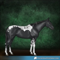 Horse Color:Black Tobiano 