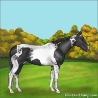 Horse Color:Black Tobiano 