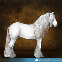 Horse Color:Gray White Spotted Liver Red Dun Appaloosa Rabicano 