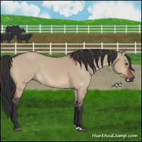 Horse Color:Brown Dun