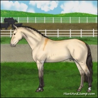 Horse Color:Buckskin Dun 