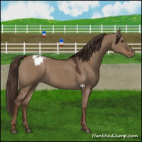 Horse Color:Liver Red Dun Appaloosa 