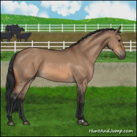 Horse Color:Bay Dun 