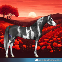 Horse Color:Black Sabino Rabicano 