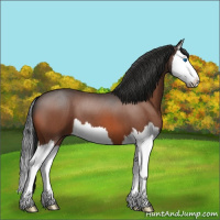 Horse Color:Bay Roan Splash 