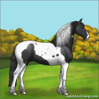 Horse Color:Black Tobiano 