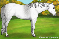 Horse Color:Gray Black Sabino 
