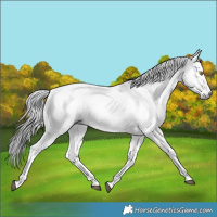 Horse Color:Gray Brown Sabino 