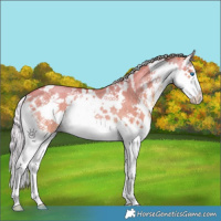 Horse Color:White Spotted Silver Classic Champagne Dun Splash Rabicano Brindle 