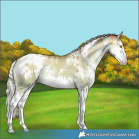 Horse Color:White Spotted Silver Classic Champagne Dun Sabino Splash 