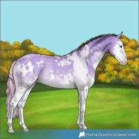 Horse Color:White Spotted Sable Cream Champagne Onyx Splash Rabicano Brindle