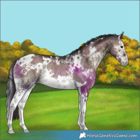 Horse Color:White Spotted Grullo Onyx Splash Rabicano Brindle 