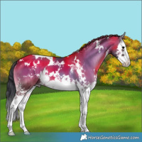 Horse Color:White Spotted Grullo Onyx Splash Brindle 