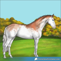 Horse Color:Silver Classic Champagne Onyx Sabino Splash Rabicano