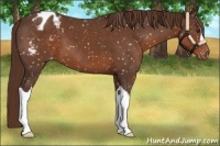 Horse Color:Liver Chestnut Appaloosa
