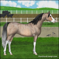 Horse Color:Bay Roan Dun Splash Brindle 