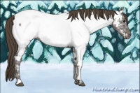 Horse Color:Smoky Black Ice Appaloosa