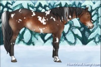 Horse Color:White Spotted Brown 
