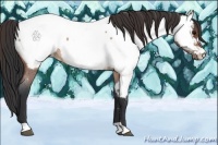Horse Color:Bay Roan Appaloosa