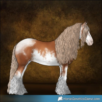 Horse Color:Gray White Spotted Gold Champagne 