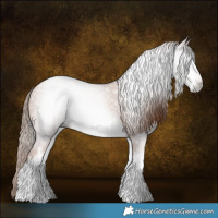 Horse Color:Gray White Spotted Gold Champagne