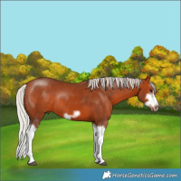 Horse Color:Silver Bay Splash Frame Rabicano