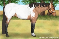 Horse Color:Bay Roan Appaloosa