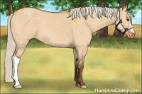 Horse Color:Silver Bay Dun Appaloosa 