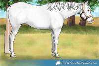 Horse Color:Red Dun Snowflake Varnish
