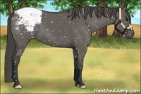 Horse Color:Grullo Snowflake Varnish