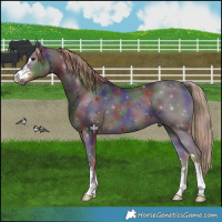 Horse Color:Nacre Liver Chestnut 