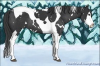Horse Color:White Spotted Black Splash Tobiano Appaloosa Rabicano