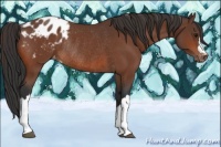 Horse Color:Bay Appaloosa Rabicano 