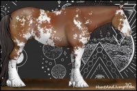 Horse Color:Bay Sabino Rabicano 